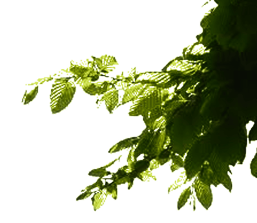 branch